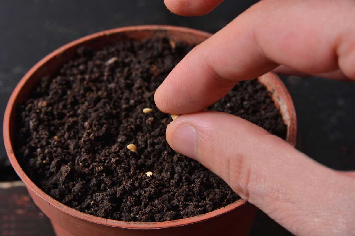 vegetables to grow in december