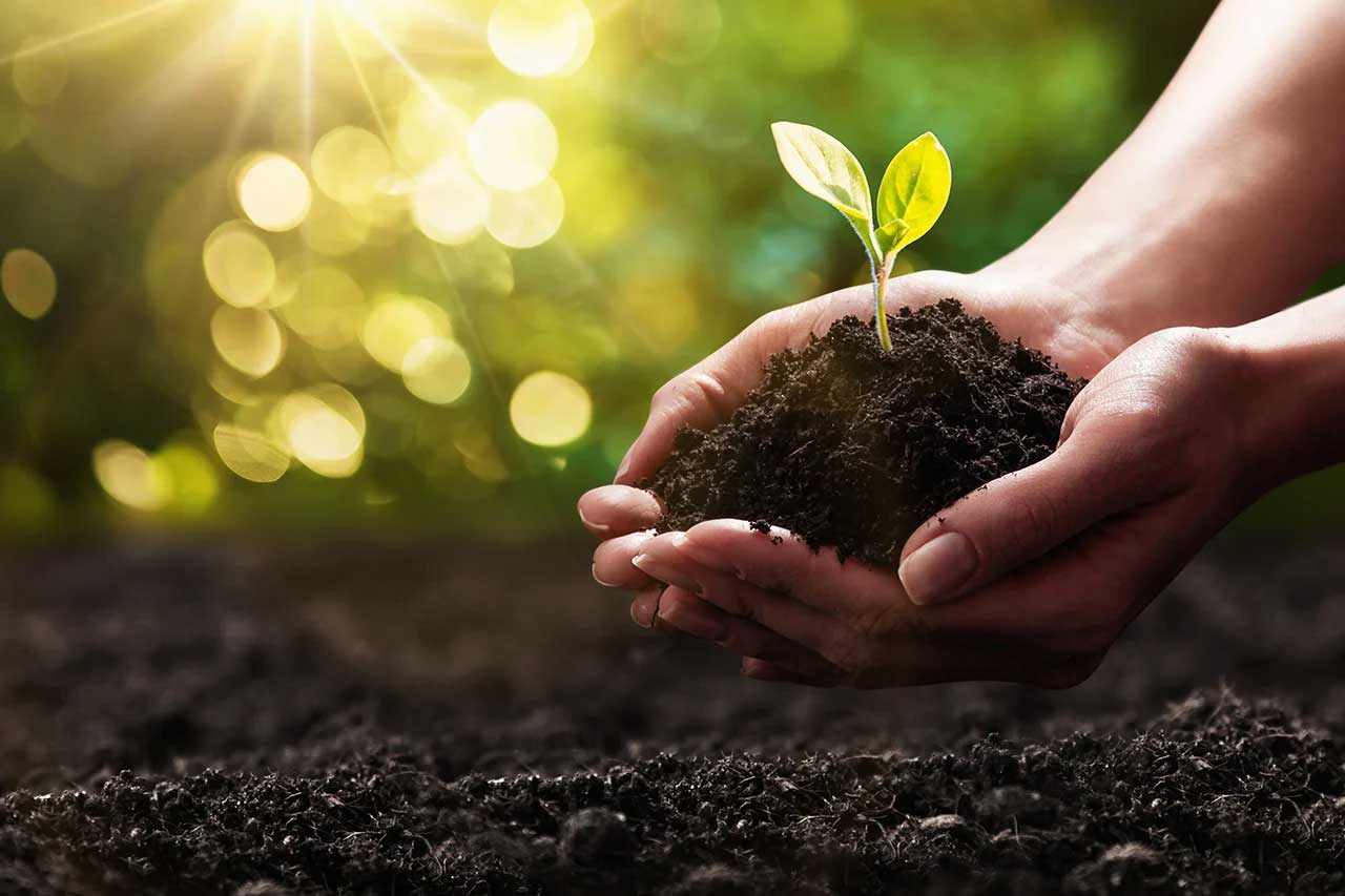 vegetables to grow in pot at home