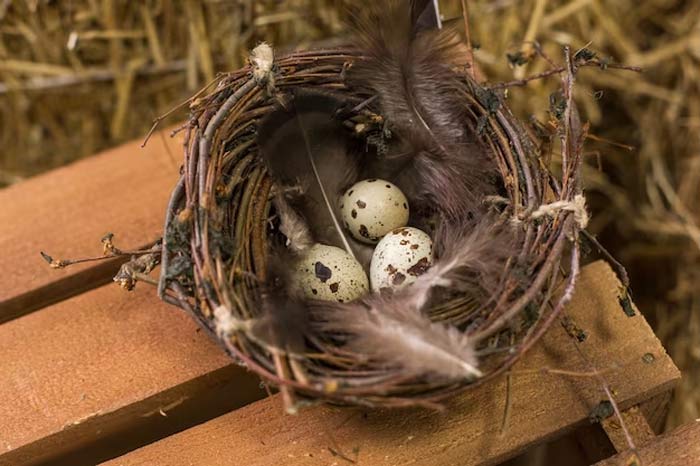 what happens if pigeon laying eggs in balconey