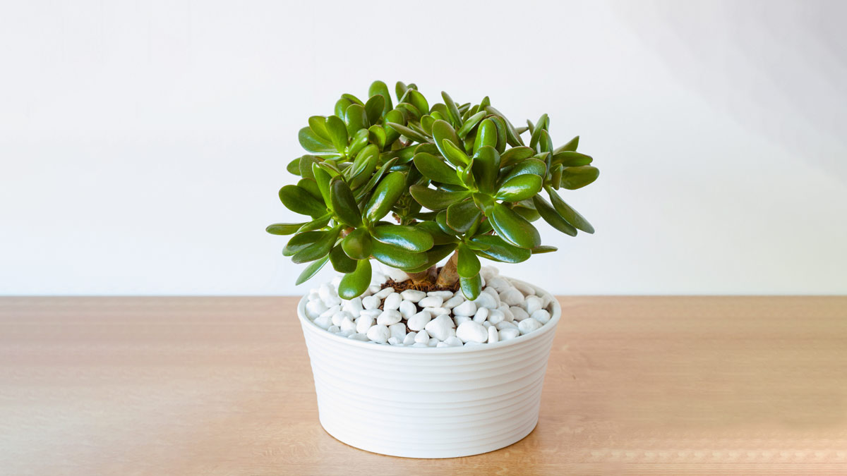 where to place crasulla plant at home