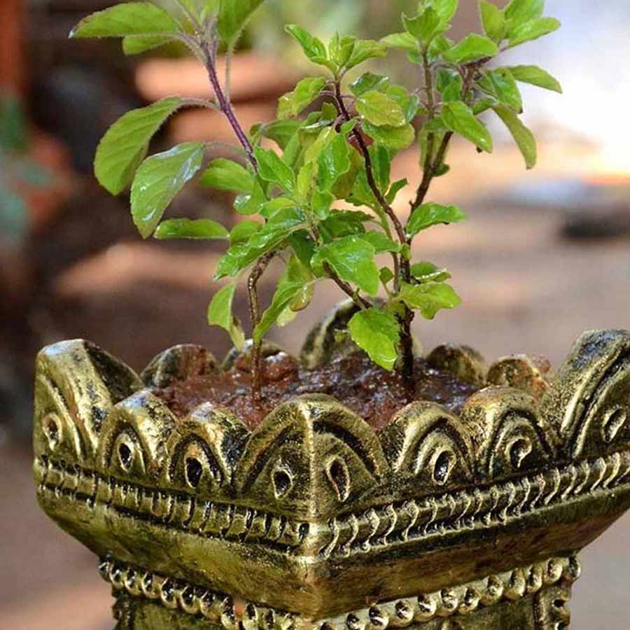 which tulsi plant should be worshipped