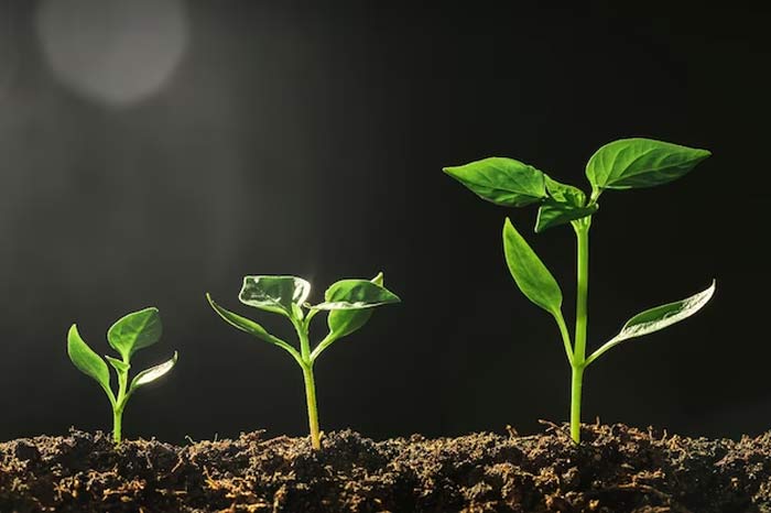 Champa flower growing tips