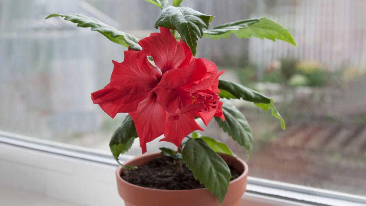 Hibiscus Plant Care