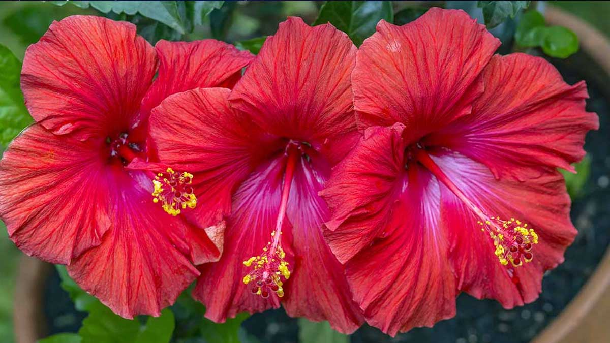 Hibiscus Plant