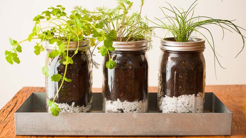 How to Grow Plants in Jar