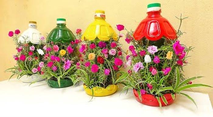 How to Grow Rose Plant in Bottles