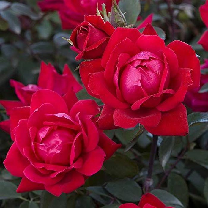 Rose Plant Fertilizer