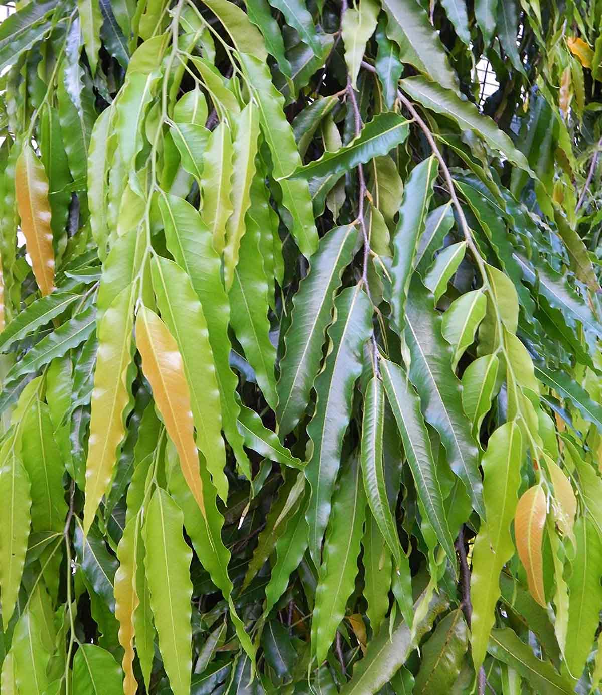 ashok ke ped ki chhal ke upay