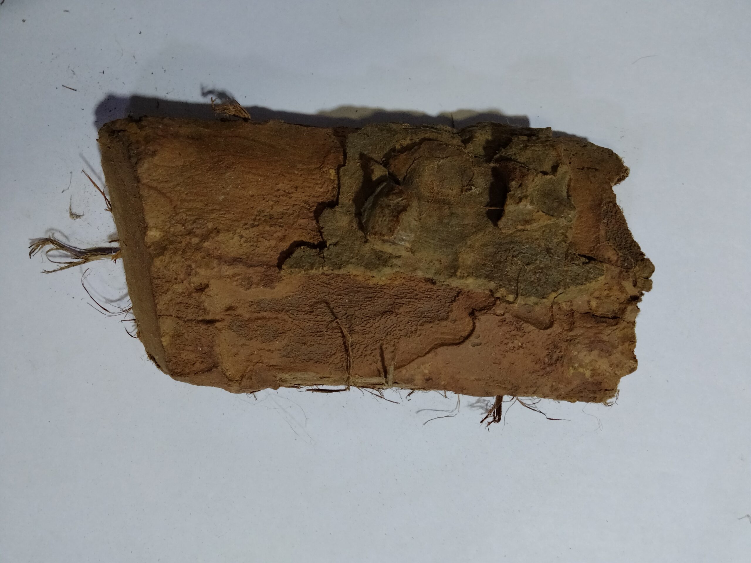 ashok ke ped ki chhal