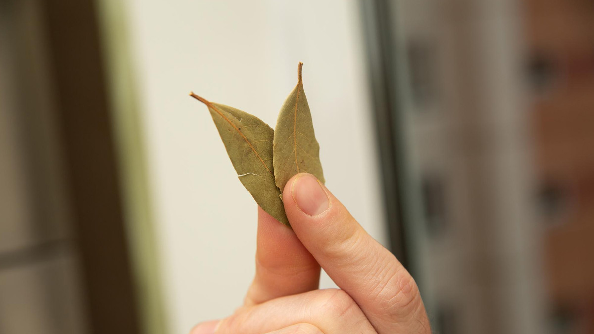 bay leaves in wallet benefits