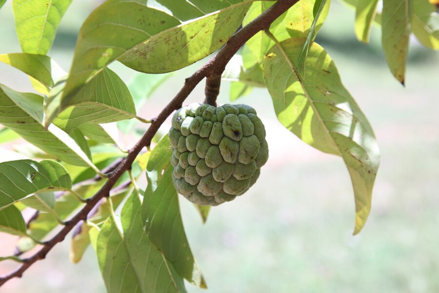 custard apple for sugar and bp