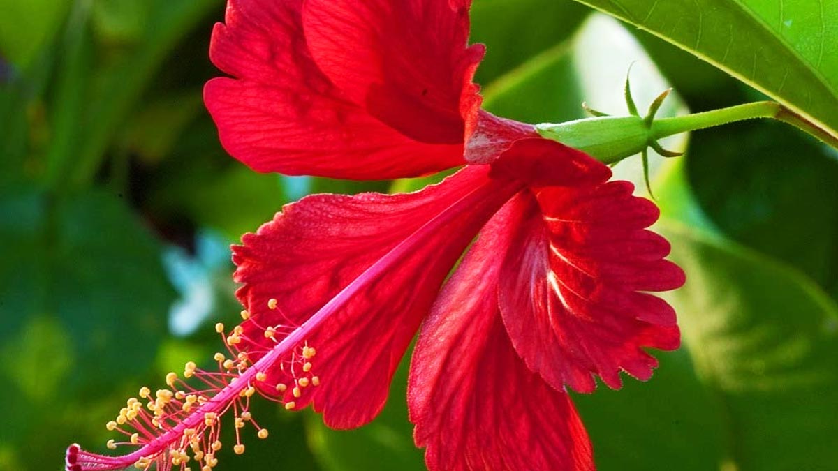 hibiscus