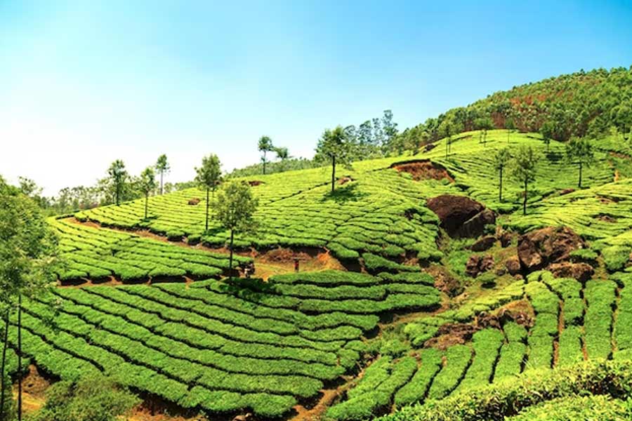 munnar best places to visit in winter in india