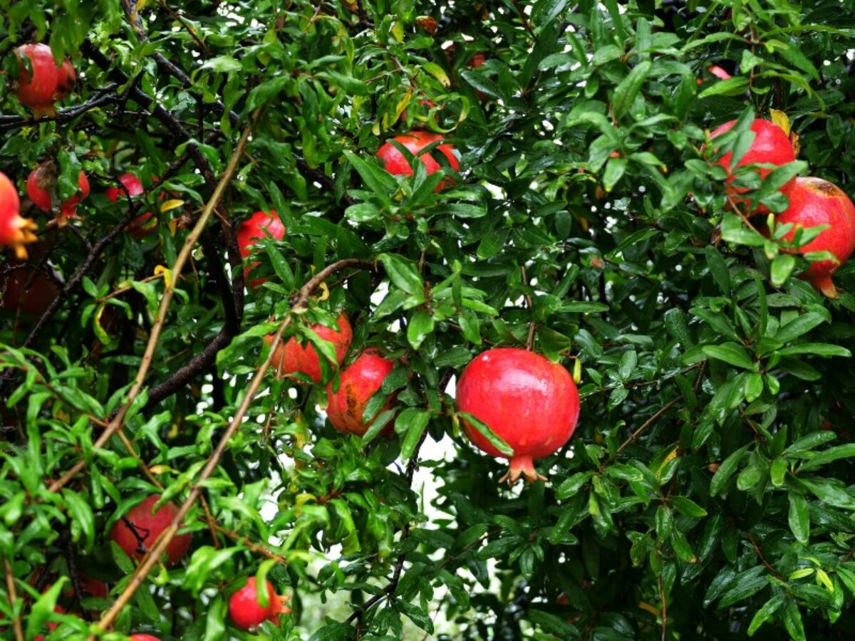 pomegranate tree