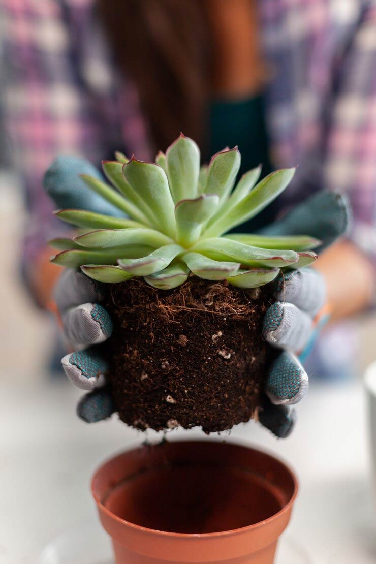succulent for home