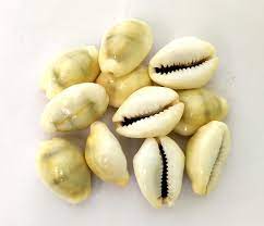 Cowry