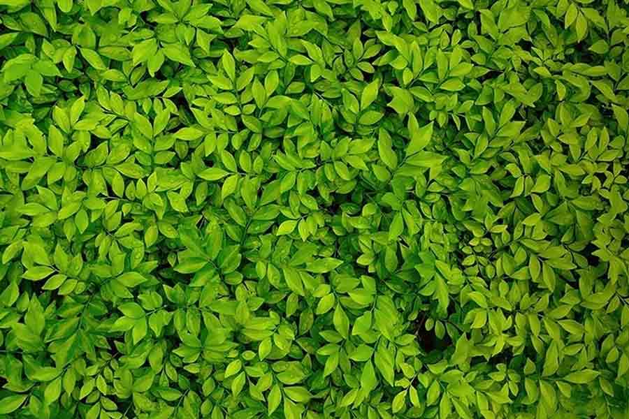 Green leaves