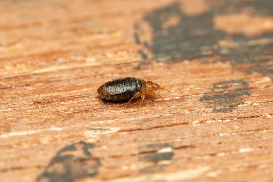 What Kills Bed Bugs Naturally