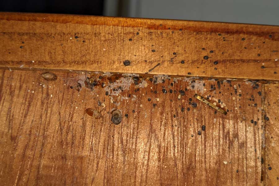 What kills bedbugs permanently