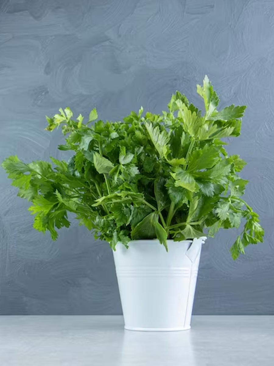 basil