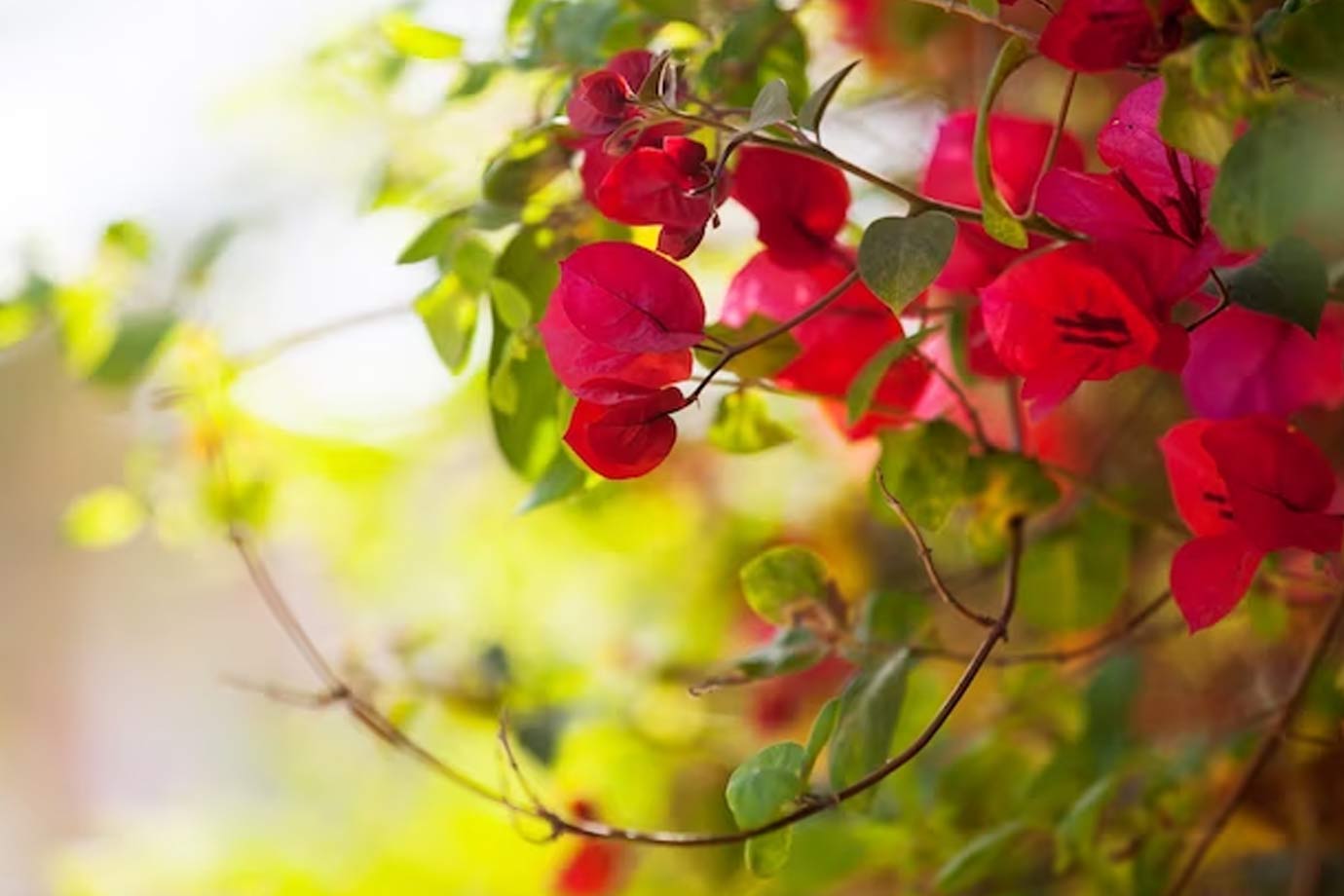 bougainvillea plant tips