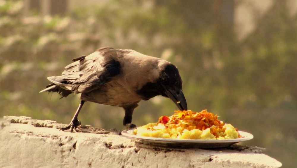 crow feed