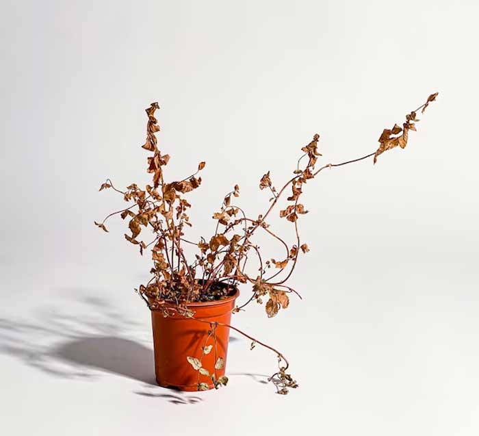 dried tulsi plant is signs of problems