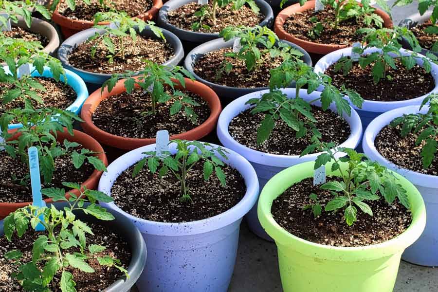 easy tips to grow weight loss based plants at home