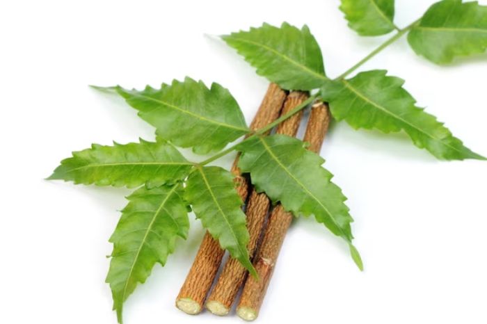 eating neem leaves
