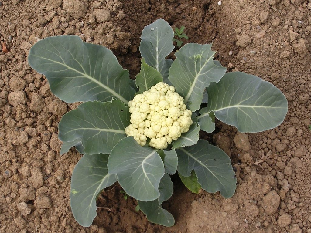 how to grow cabbage before winter season