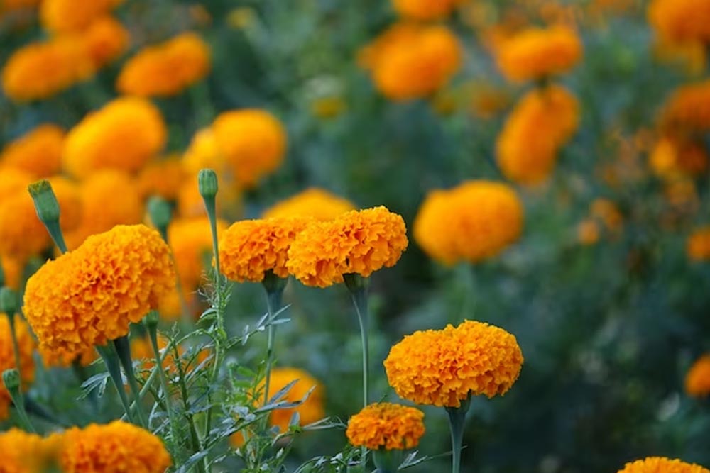 marigold