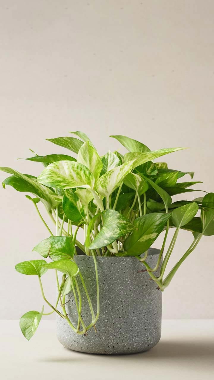 money plant hacks
