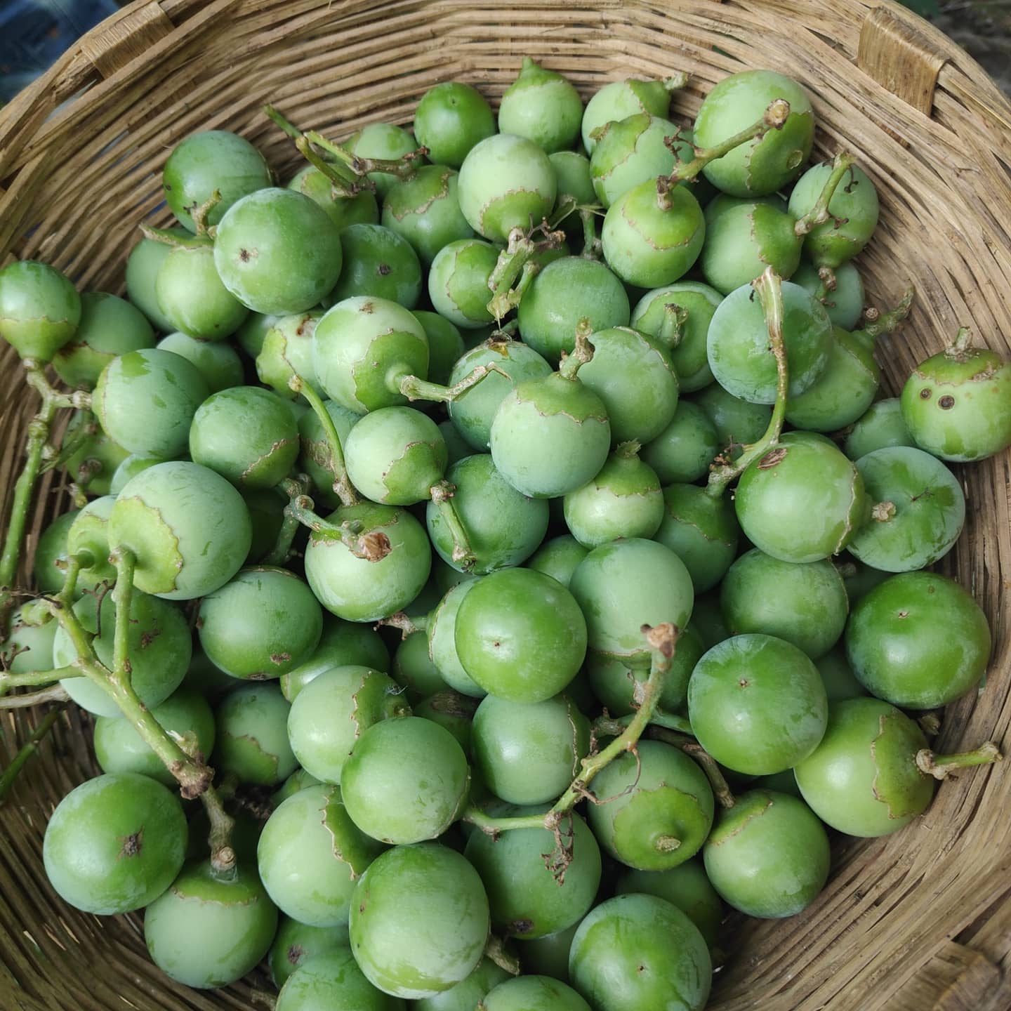 properties of lasoda