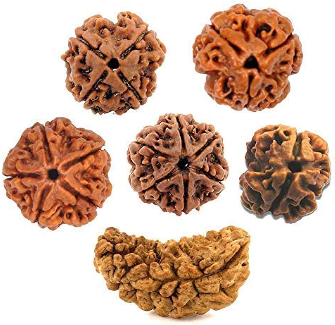 rudraksha identification tips