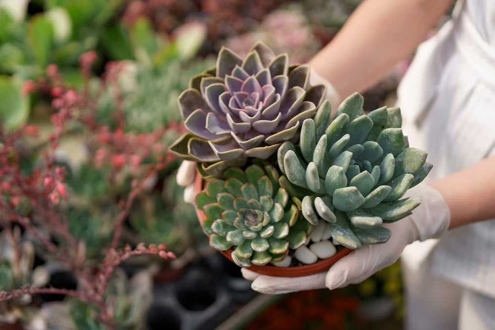 succulent gardening