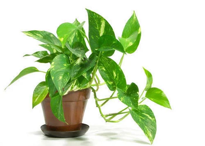 tips for Money Plant