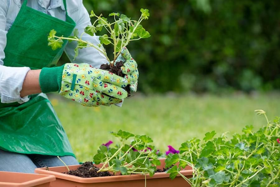 tips to start home gardening