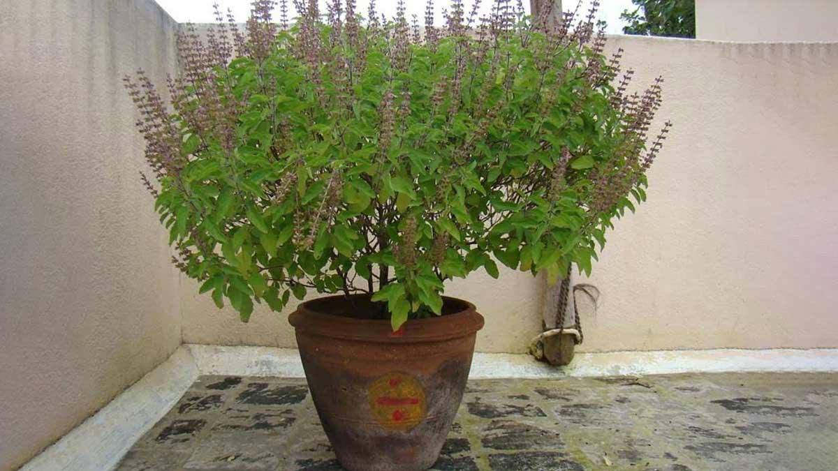 tulsi plant benefits