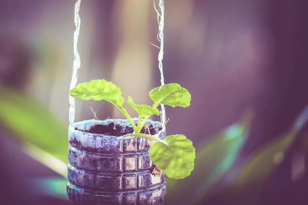 use cold drink bottle as pot