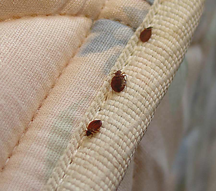 uses of cinnamon for home bugs in hindi