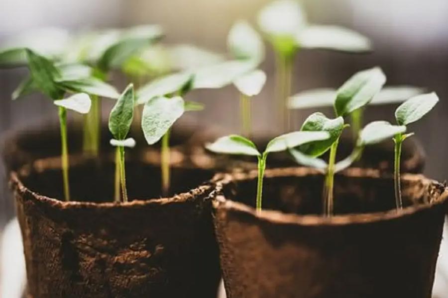 ways to grow weight loss based plants at home