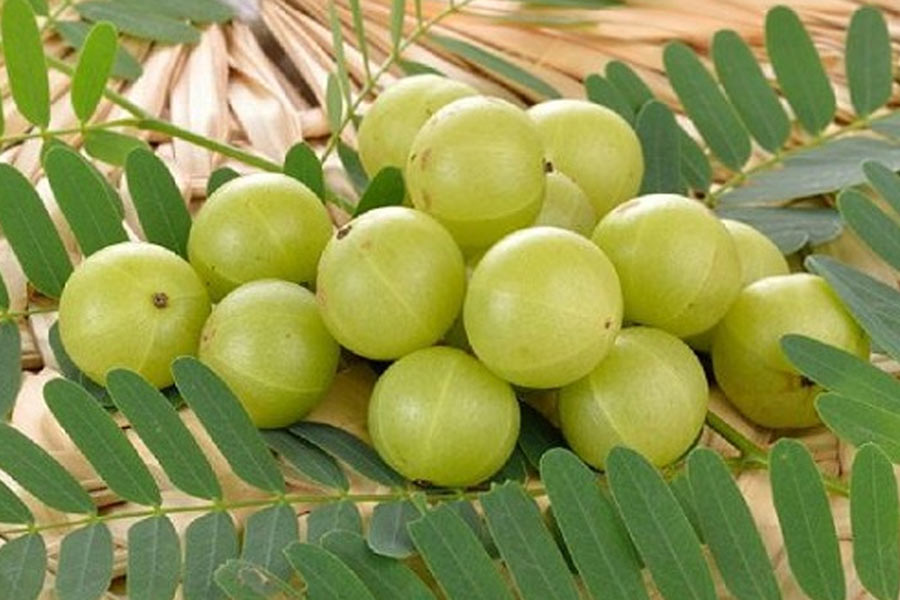 weight loss based plants at home