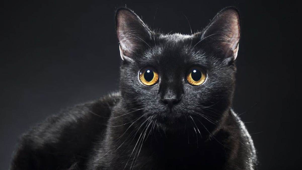 kala rang shubh ashubh mean