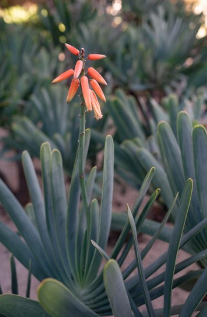 Aloe Vera Gardening 5 Unique Varieties To Cultivate In Your Garden