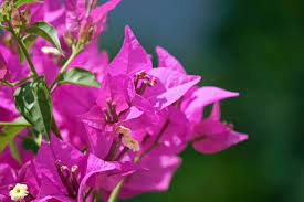 Bougainvillaea plant