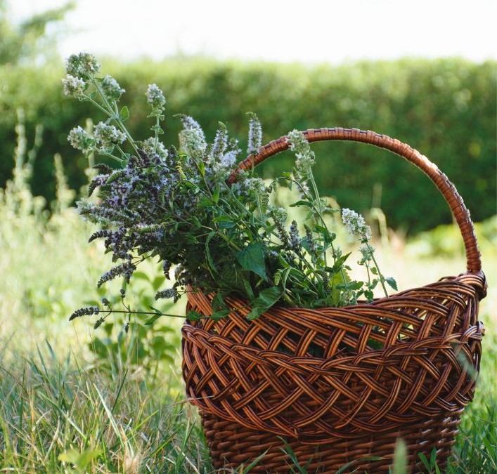 Herbal Medicinal Park