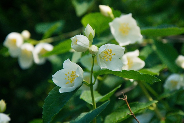 Jasmine Plant
