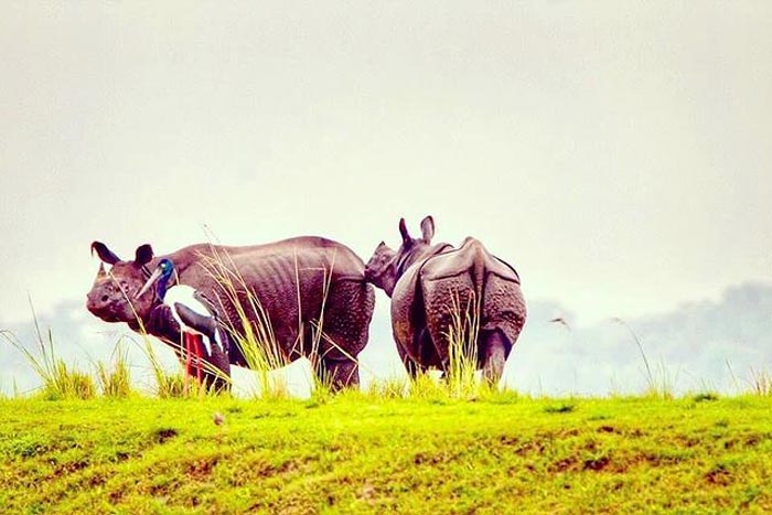 Kaziranga National Park