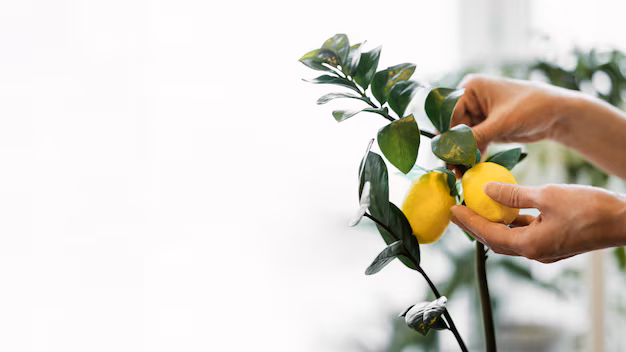Lemon Gardening Tips