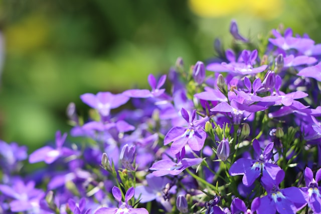 Lobelia